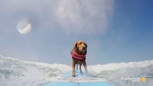 这只冲浪治疗狗帮助患有创伤后应激障碍的人预览缩略图