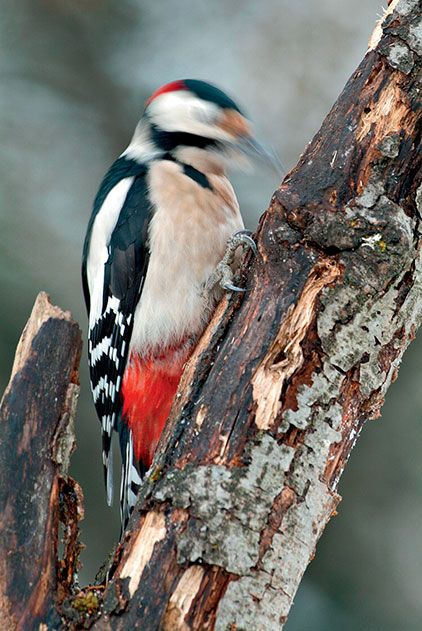 woodpecker