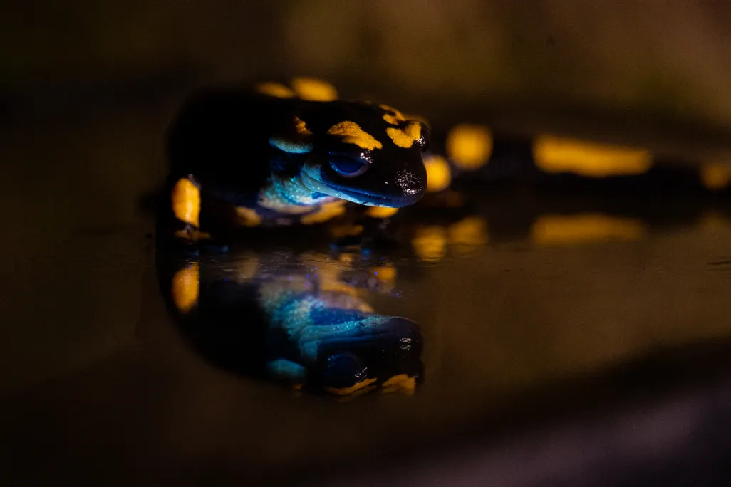 A black and yellow salamander facing the camera in dim light