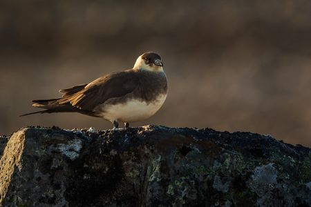 Discover why and how seabirds, like the parasitic jaeger, migrate in a virtual program on June 8. (Per Harald Olsen/NTNU, CC BY 2.0) 