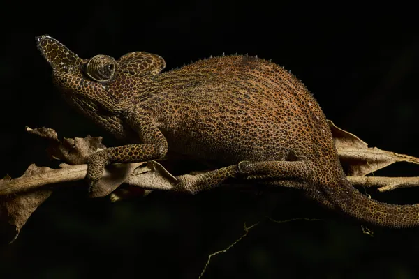 The Rwenzori Resident thumbnail