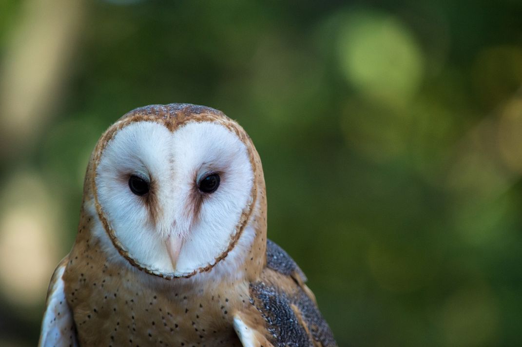 Barn Owl | Smithsonian Photo Contest | Smithsonian Magazine