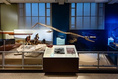A new exhibition at the Smithsonian’s National Museum of Natural History reveals how millions of years ago, large-scale natural forces created the condition for real-life sea monsters to thrive in the South Atlantic Ocean basin shortly after it formed. “Sea Monsters Unearthed” offers visitors the opportunity to dive into Cretaceous Angola’s cool coastal waters, examine the fossils of striking marine reptiles that once lived there, and learn about the forces that continue to mold life in the ocean and on land. (Smithsonian Institution)