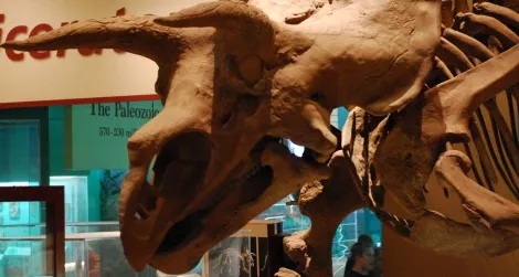 Triceratops