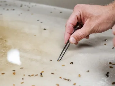 Scientists Are Trying to Make Whiskey Using Rye Seeds That Were Submerged in a Lake Huron Shipwreck for Nearly 150 Years image