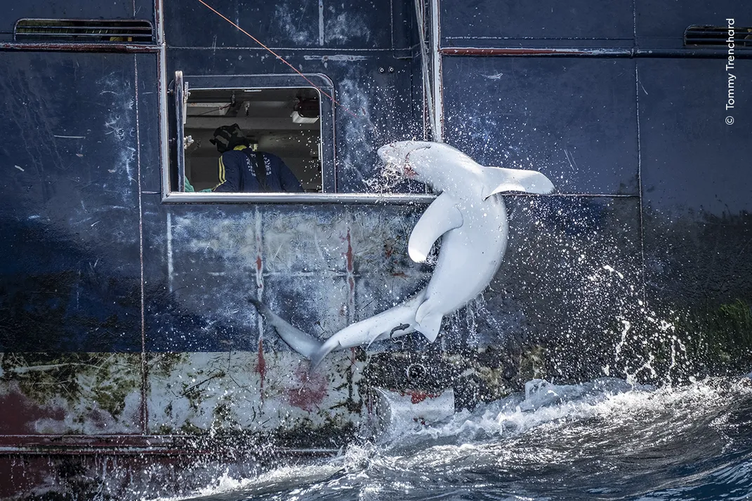 a shark caught on a fishing line is pulled up alongside a large ocean vessel as it twists against the pull, water splashing into the air