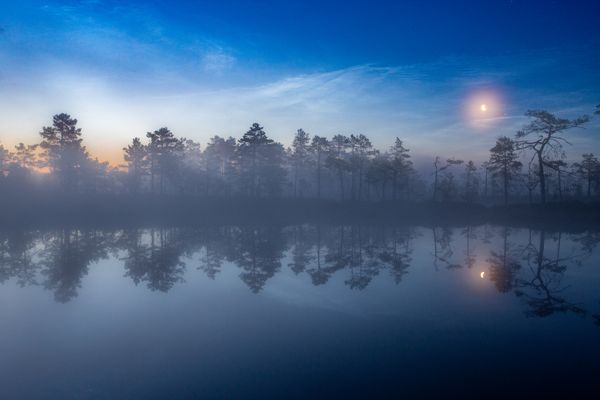 Noctilucent clouds at the swamp thumbnail