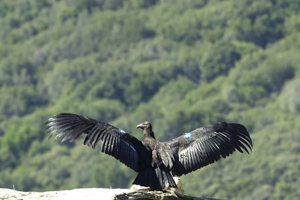Condors