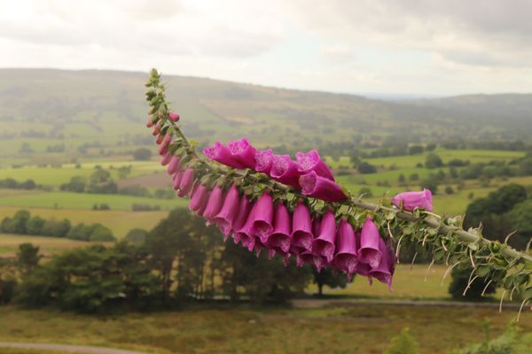 Foxglove Float thumbnail