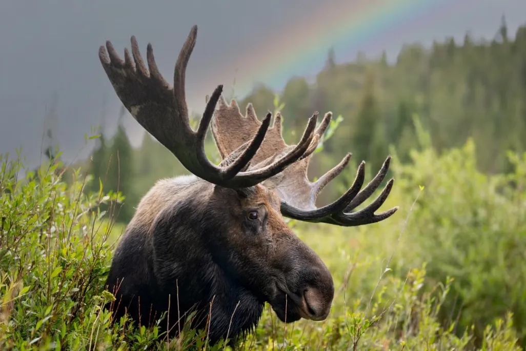 Close-up of a moose in a field with a rainbow in the background
