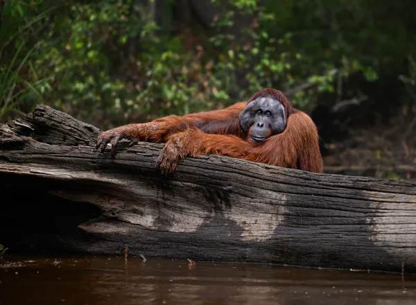 The Forest King thumbnail