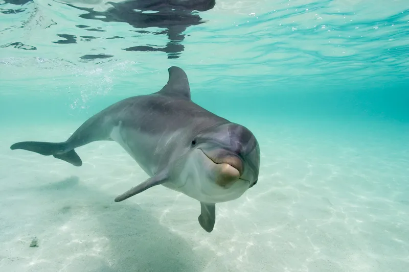 A dolphin underwater