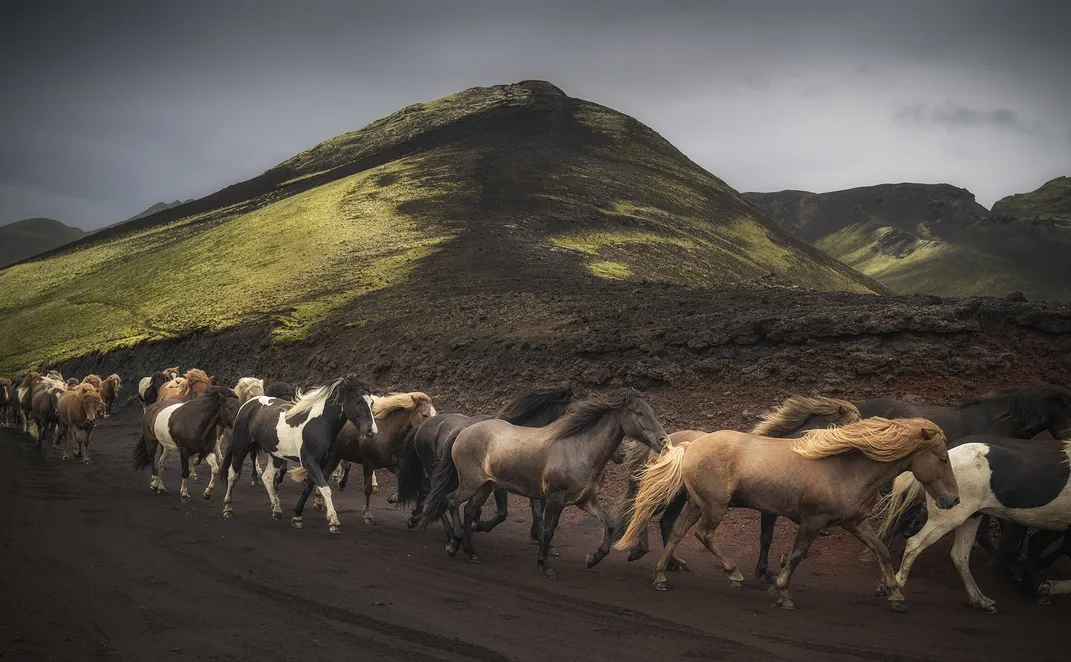 Icelandic horses