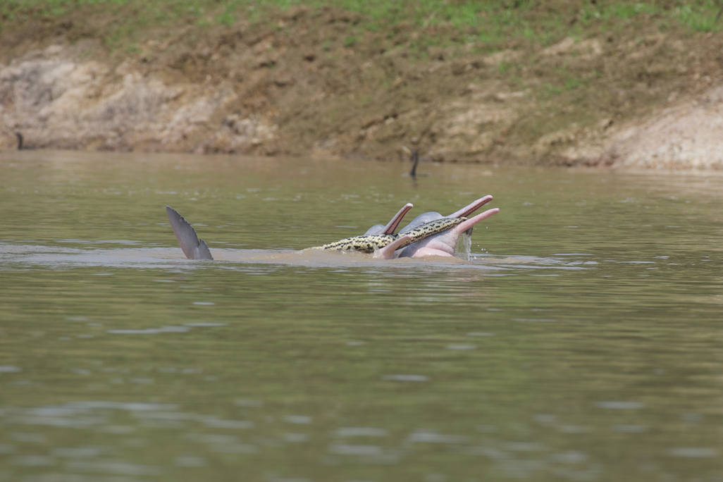 An image of two river dolphins swimming with an anaconda in their mouths. The dolphins are pinkish in color and are holding their heads above the water.
