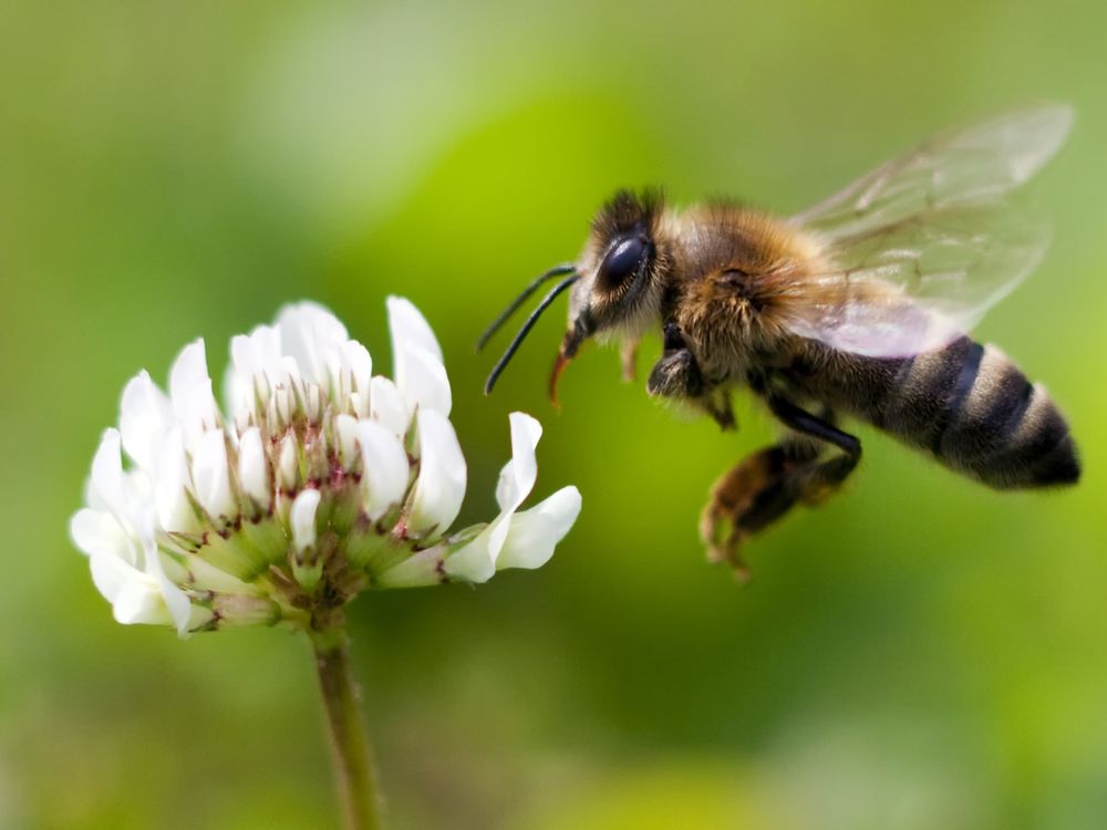 A bee at a white flower