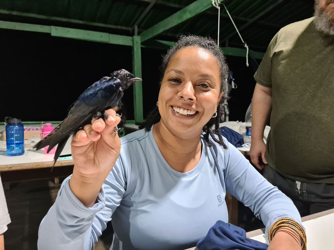 Purple Martin Being Held