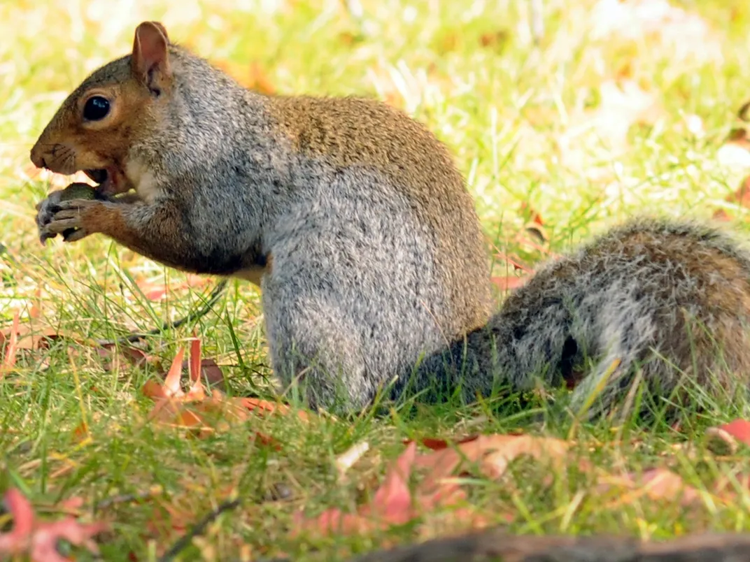 Squirrel With an Acorn