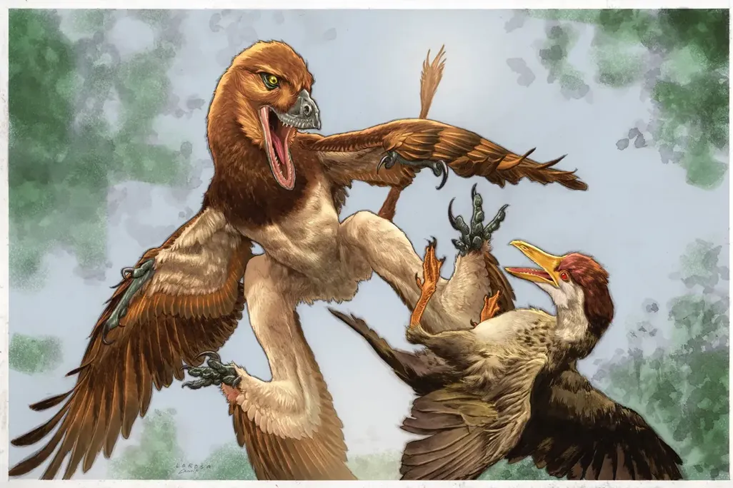 artist rendition of Jian changmaensis (left) attacks the early bird Gansus yumenensis (right)