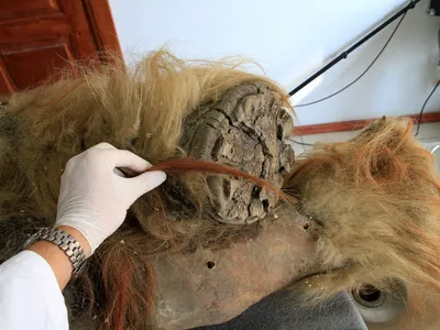 3D DNA Preserved for 52,000 Years in Freeze-Dried Woolly Mammoth Remains image