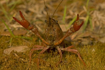 "Get away from me, get away from me!" - an anxious crawfish freaking out. 