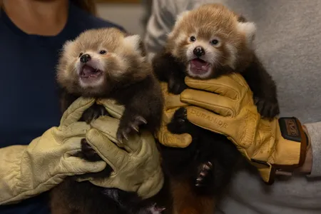 Keepers hold the twin cubs, which were born on May 29 to parents Sequoia and Mow Mow.