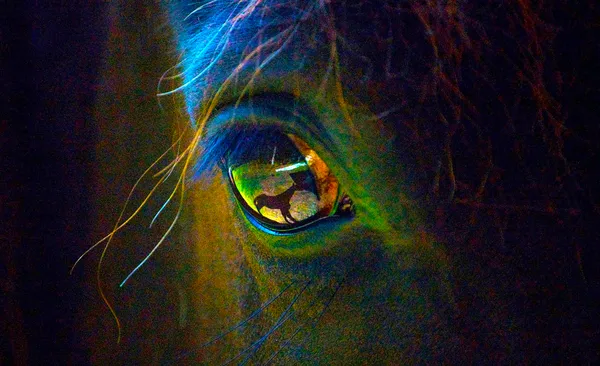 Within the horse's eye he reflected himself thumbnail