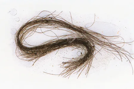 The hair strands were found inside decorative tubes.