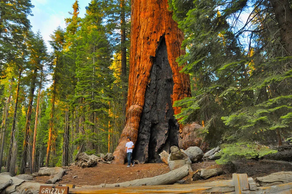 Yosemite's Grove of Giant Sequoias Reopens After Month-Long Fire Closure |  Smart News| Smithsonian Magazine
