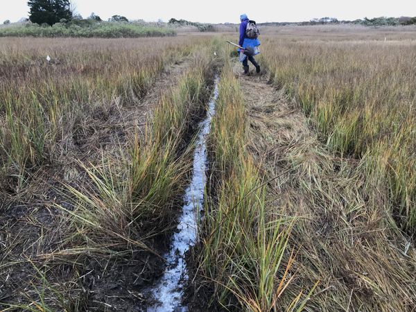 The Battle Against Sea Level Rise - Saving Salt Marshes with Runnels thumbnail