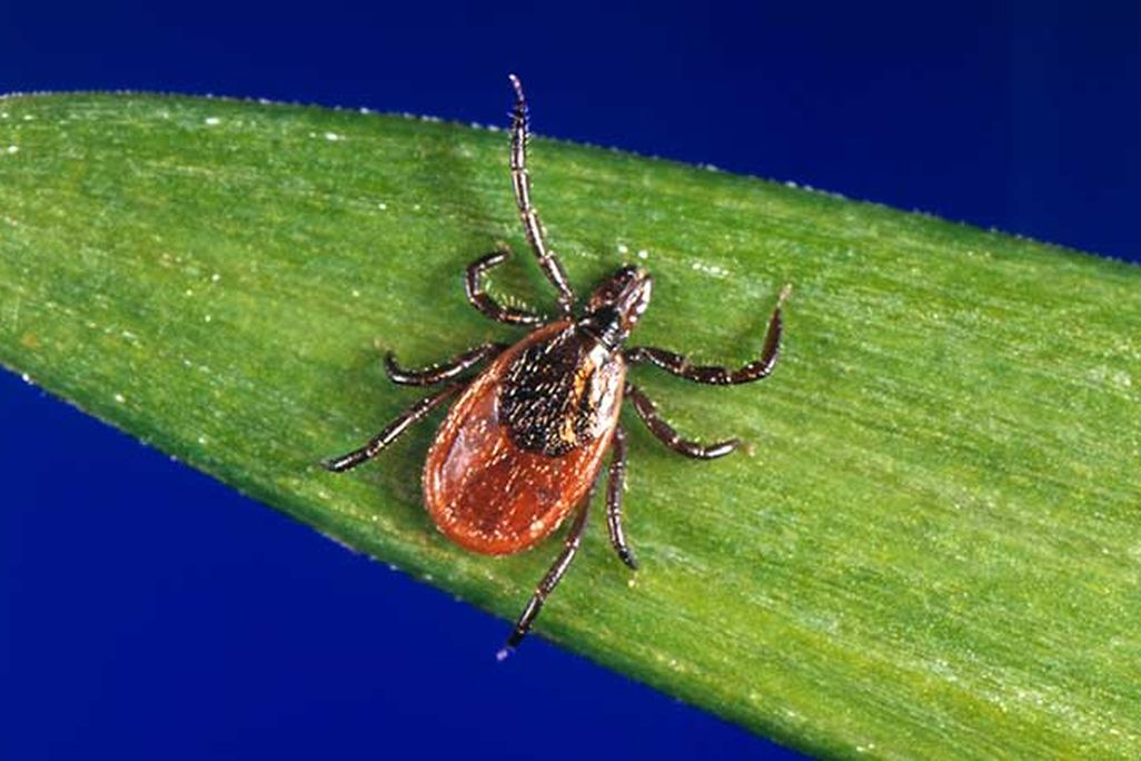 A deer tick on a blade of grass