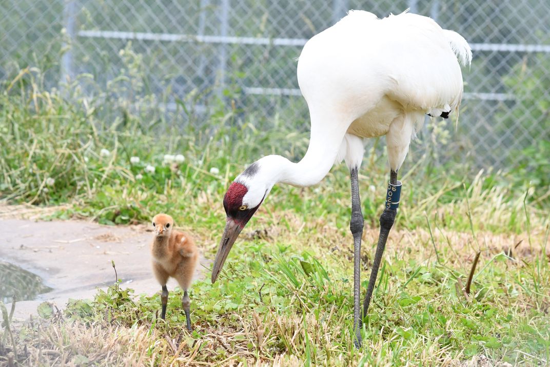 A graceful whooping crane dips its red-capped head to look at a fuzzy chick standing nearby