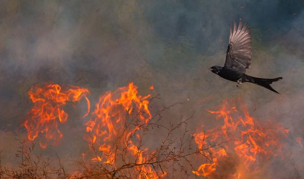 Phoenix thumbnail