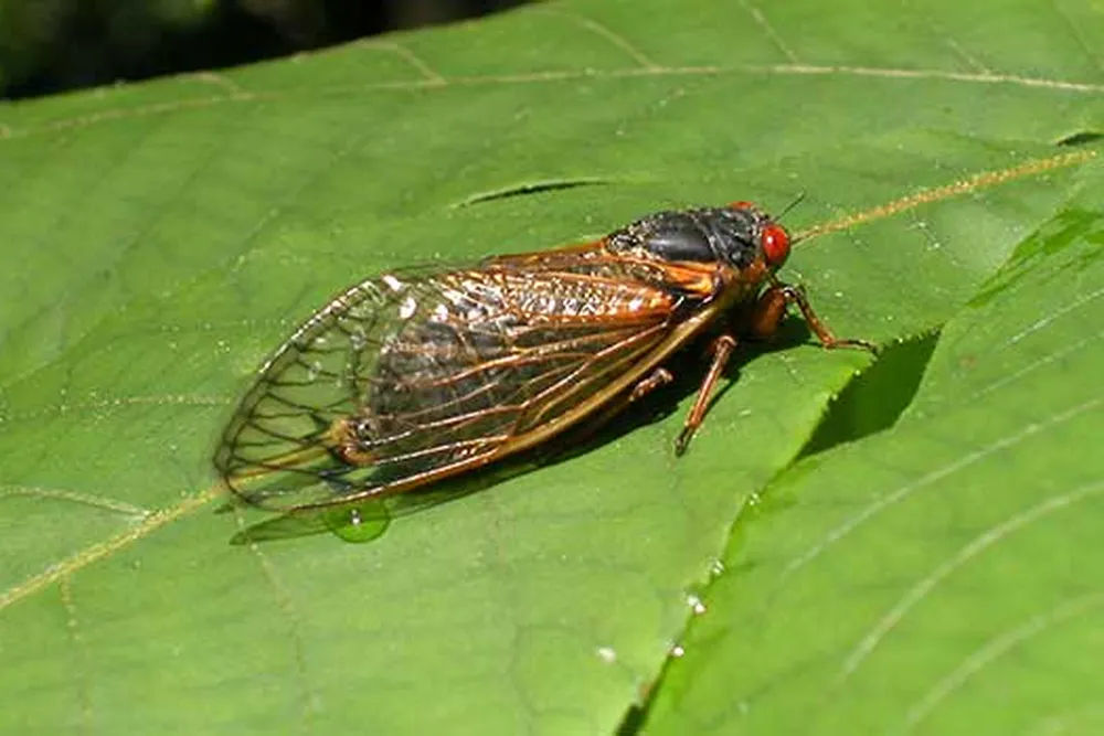 Cicada Mobile Image