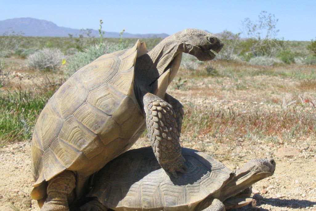 Tortoise mating