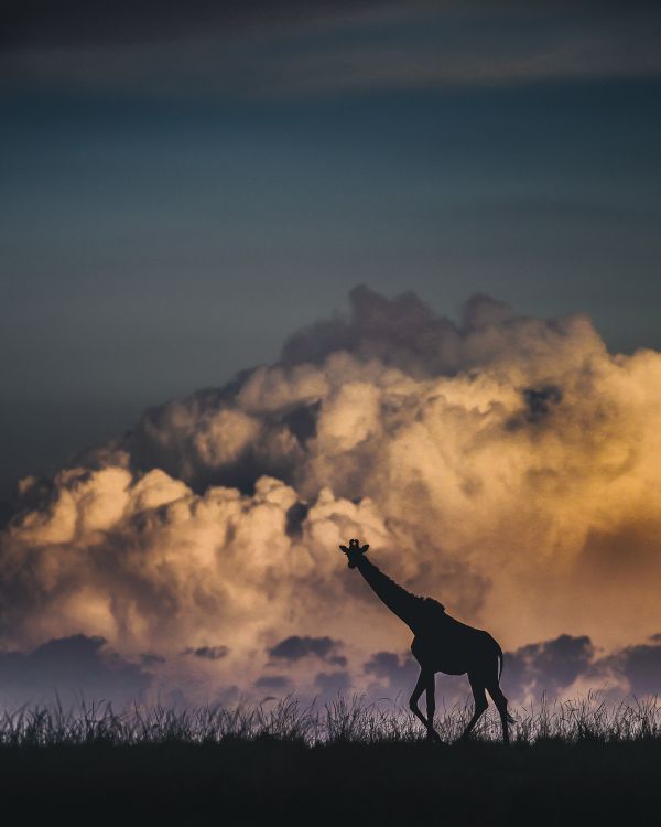 A Walk In The Clouds thumbnail