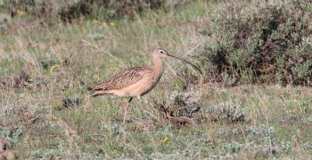 Long-billed curlew