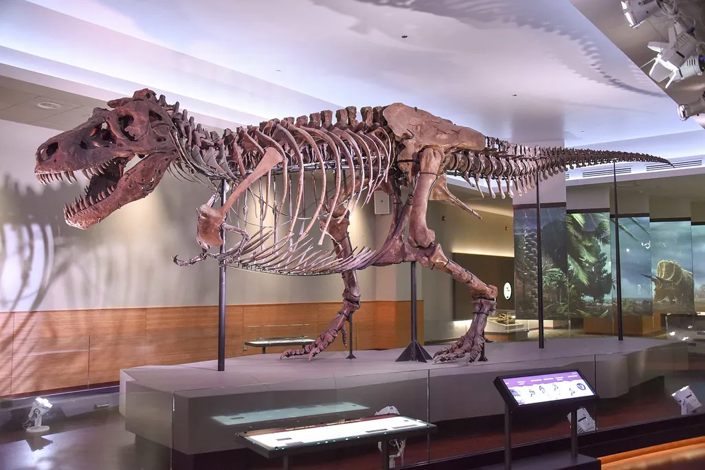 A photo of the Tyrannosaurus Rex specimen at the Field Museum of Natural History in Chicago, IL