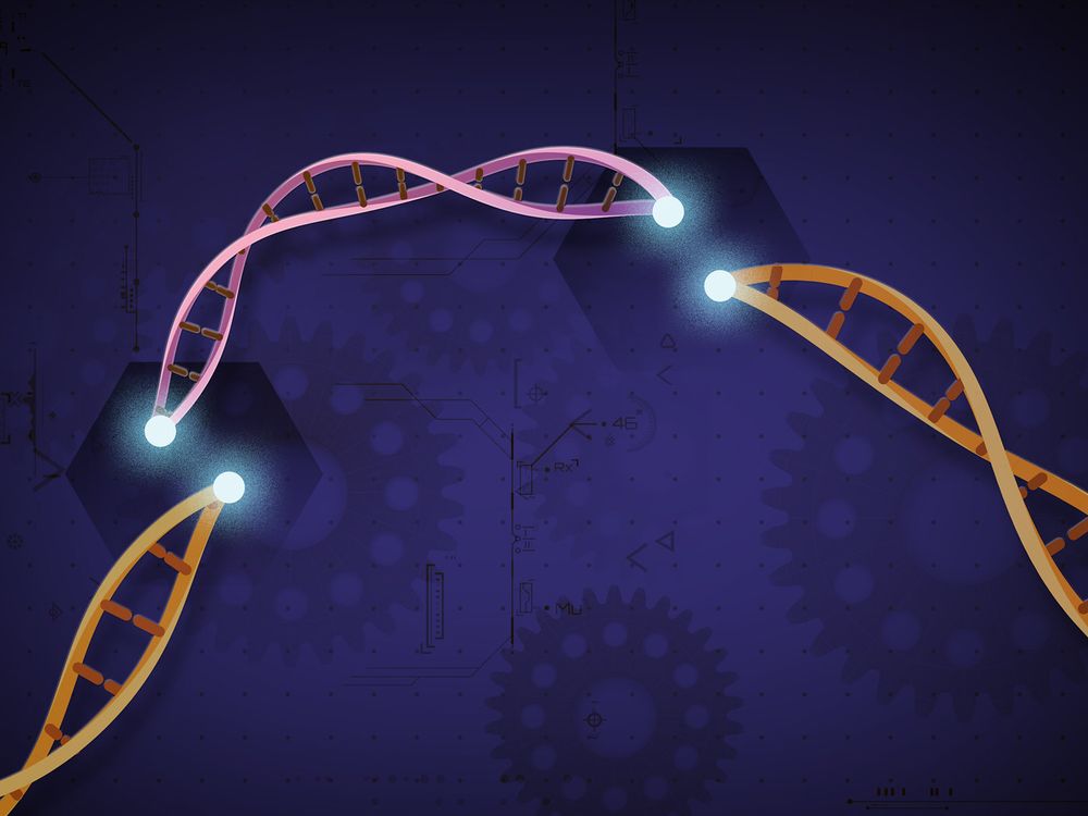 CRISPR allows scientists to cut and insert small slices of DNA with precision, illustrated here.