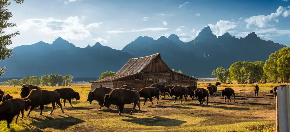  Herd of bison with Grand Tetons in the background. Credit: Marco Crupi