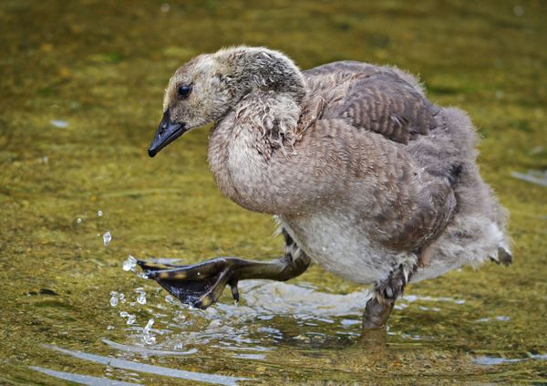 Spash! A young gosling experiementing with water thumbnail