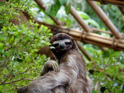 A three-toed sloth.