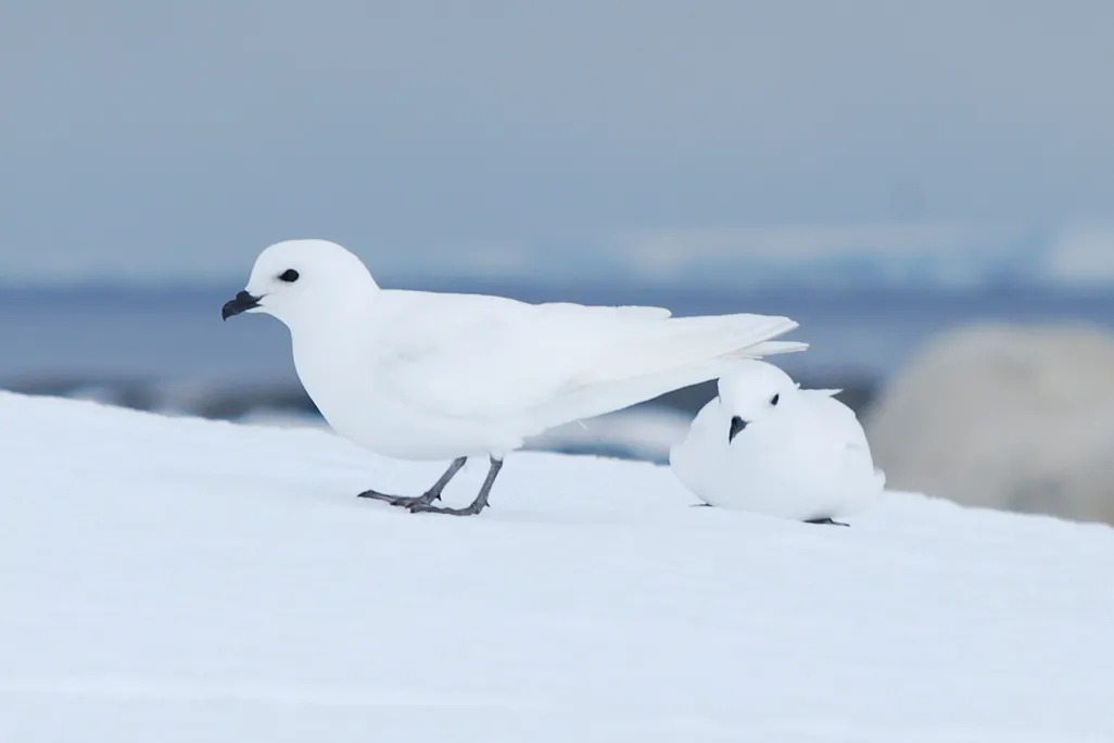 Two white birds against snowy backdrop
