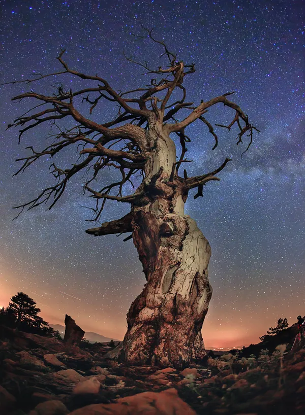 memorial tree and stars thumbnail