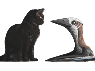 The tiny pterosaur from the late Cretaceous was no bigger than a cat and sported a five-foot wingspan.