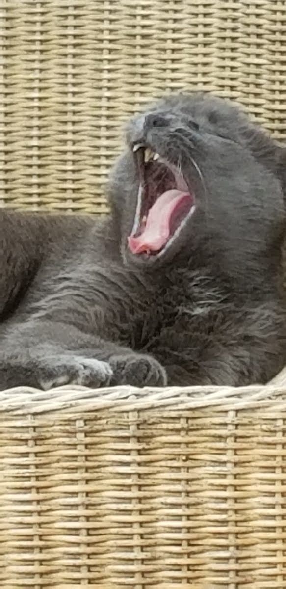 Our cat letting out a yawn thumbnail