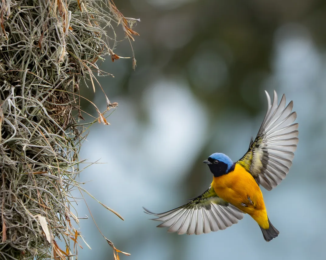 a small bird with an orange chest, blue head and black chin flies while looking at a stringy plant