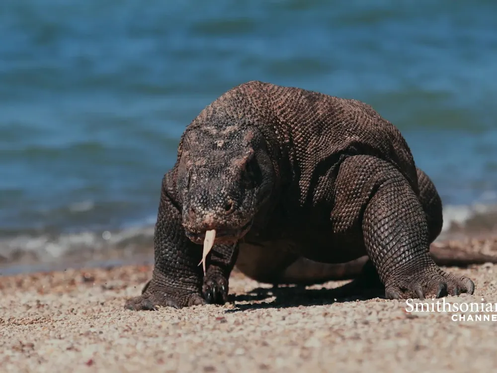 Preview thumbnail for video 'You’re Not Ready for How Playful Komodo Dragons Can Be