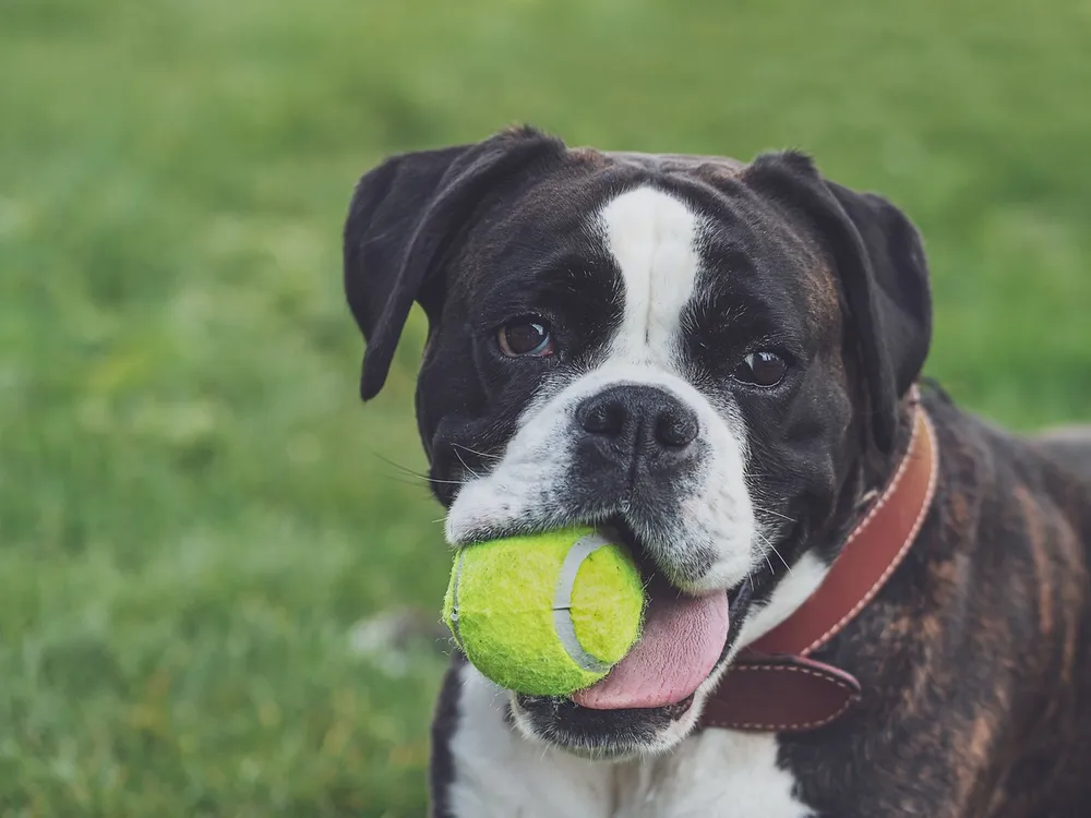 Boxer dog with tennis ball in mouth