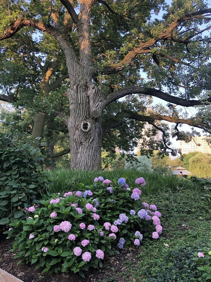 Tree in summer