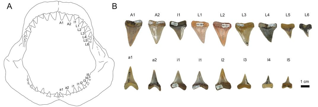 Prehistoric Great White Shark Nursery Discovered in Chile 